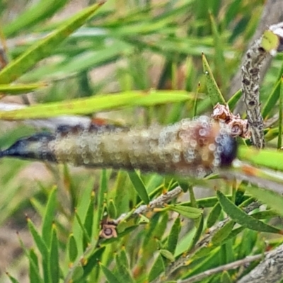 Unidentified Sawfly (Hymenoptera, Symphyta) at Yarralumla, ACT - 27 Mar 2024 by galah681