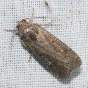 Athetis tenuis at Freshwater Creek, VIC - 25 Feb 2024 11:06 PM