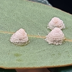 Unidentified Psyllid, lerp, aphid or whitefly (Hemiptera, several families) at Yarralumla, ACT - 3 Apr 2024 by galah681