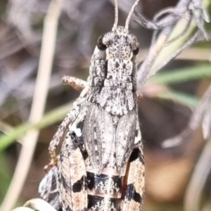 Phaulacridium vittatum (Wingless Grasshopper) at suppressed by clarehoneydove