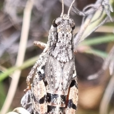 Phaulacridium vittatum (Wingless Grasshopper) at Bungendore, NSW - 19 Apr 2024 by clarehoneydove