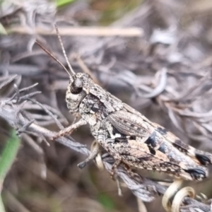 Phaulacridium vittatum at QPRC LGA - suppressed