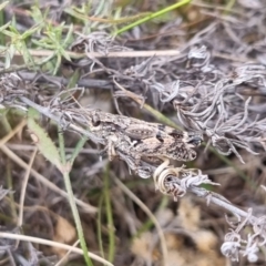 Phaulacridium vittatum at QPRC LGA - suppressed