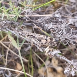 Phaulacridium vittatum at QPRC LGA - suppressed