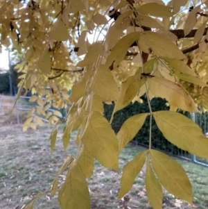 Fraxinus sp. at Mount Majura - 14 Apr 2024