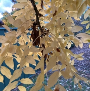 Fraxinus sp. at Mount Majura - 14 Apr 2024