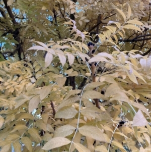 Fraxinus sp. at Mount Majura - 14 Apr 2024