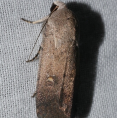 Proteuxoa adelopa (Acronictinae) at WendyM's farm at Freshwater Ck. - 25 Feb 2024 by WendyEM