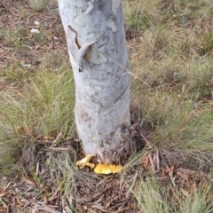 Gymnopilus junonius (Spectacular Rustgill) at Bungendore, NSW - 19 Apr 2024 by clarehoneydove