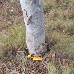 Gymnopilus junonius at QPRC LGA - suppressed