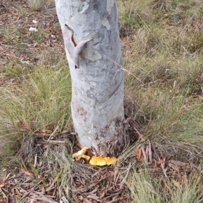 Gymnopilus junonius (Spectacular Rustgill) at Bungendore, NSW - 19 Apr 2024 by clarehoneydove