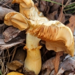 Gymnopilus junonius at QPRC LGA - 19 Apr 2024