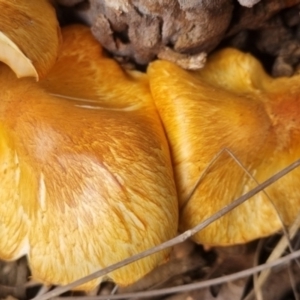 Gymnopilus junonius at QPRC LGA - 19 Apr 2024