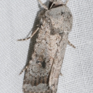 Proteuxoa amaurodes at Freshwater Creek, VIC - 25 Feb 2024