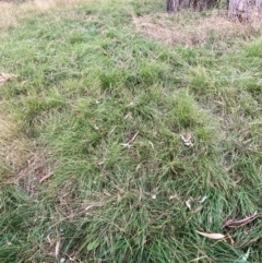 Nassella neesiana (Chilean Needlegrass) at Mount Majura - 19 Apr 2024 by waltraud