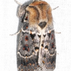 Proteuxoa sanguinipuncta (Blood-spotted Noctuid) at WendyM's farm at Freshwater Ck. - 25 Feb 2024 by WendyEM