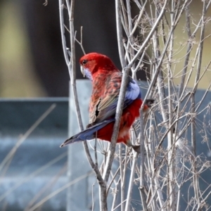 Platycercus elegans at Mulligans Flat - 19 Apr 2024 09:23 AM