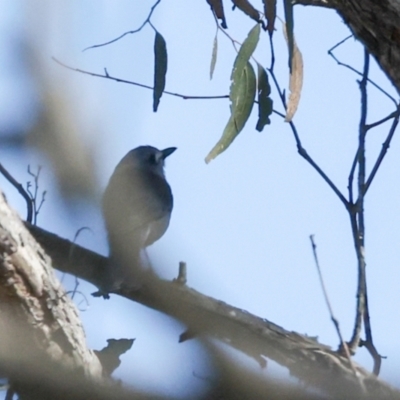 Colluricincla harmonica (Grey Shrikethrush) at Sutton, NSW - 19 Apr 2024 by AlisonMilton