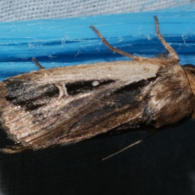 Proteuxoa tortisigna (Streaked Rictonis Moth) at WendyM's farm at Freshwater Ck. - 25 Feb 2024 by WendyEM