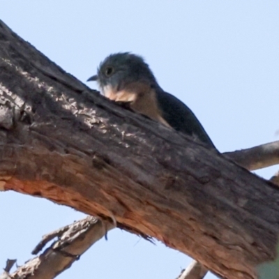 Cacomantis flabelliformis (Fan-tailed Cuckoo) at Sutton, NSW - 19 Apr 2024 by AlisonMilton