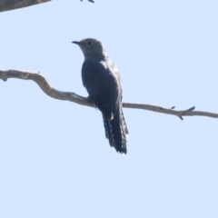 Cacomantis flabelliformis at Mulligans Flat - 19 Apr 2024 10:51 AM