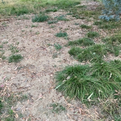 Nassella neesiana (Chilean Needlegrass) at Mount Majura - 19 Apr 2024 by waltraud