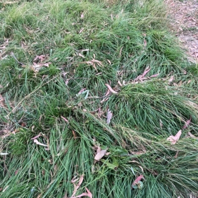 Nassella neesiana (Chilean Needlegrass) at Mount Majura - 19 Apr 2024 by waltraud