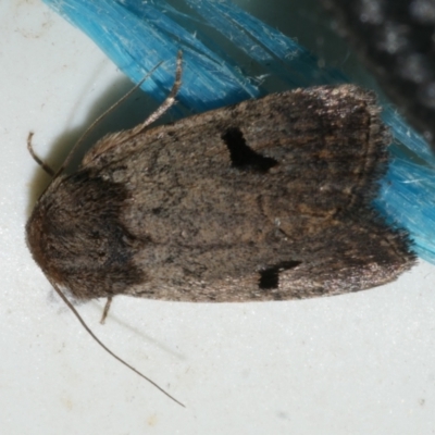 Thoracolopha (genus) (MOV Sp. 6) (A Noctuid moth (Acronictinae)) at WendyM's farm at Freshwater Ck. - 25 Feb 2024 by WendyEM
