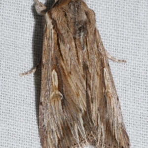 Persectania ewingii at Freshwater Creek, VIC - 25 Feb 2024