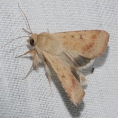 Helicoverpa punctigera (Native Budworm) at WendyM's farm at Freshwater Ck. - 25 Feb 2024 by WendyEM