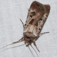 Agrotis munda (Brown Cutworm) at Freshwater Creek, VIC - 25 Feb 2024 by WendyEM