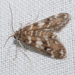 Hygraula nitens (Pond Moth) at WendyM's farm at Freshwater Ck. - 25 Feb 2024 by WendyEM