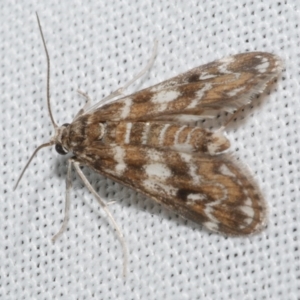 Hygraula nitens at Freshwater Creek, VIC - 25 Feb 2024