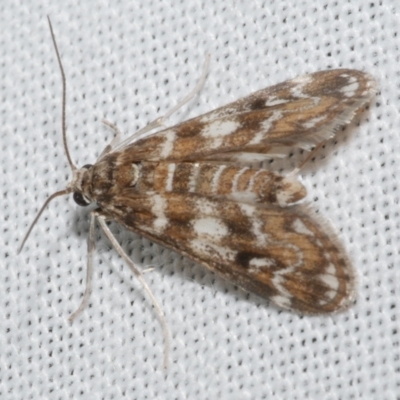 Hygraula nitens (Pond Moth) at Freshwater Creek, VIC - 25 Feb 2024 by WendyEM