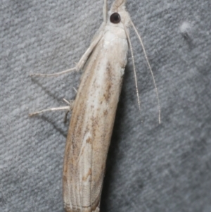 Culladia cuneiferellus at Freshwater Creek, VIC - 25 Feb 2024