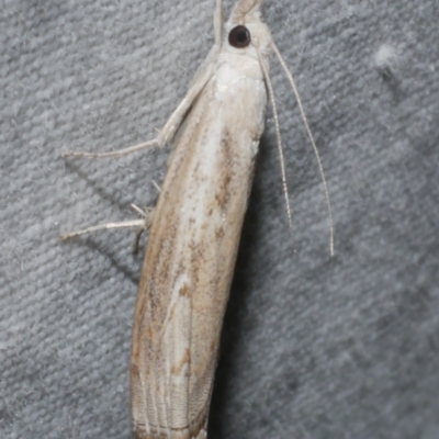 Culladia cuneiferellus (Crambinae moth) at WendyM's farm at Freshwater Ck. - 25 Feb 2024 by WendyEM