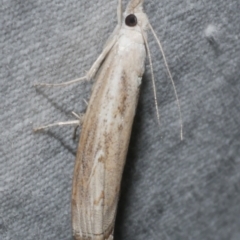 Culladia cuneiferellus (Crambinae moth) at Freshwater Creek, VIC - 25 Feb 2024 by WendyEM