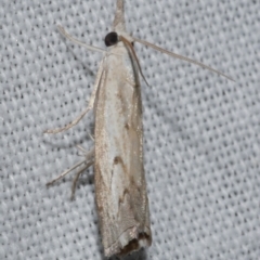Culladia cuneiferellus (Crambinae moth) at WendyM's farm at Freshwater Ck. - 25 Feb 2024 by WendyEM