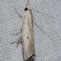 Culladia cuneiferellus (Crambinae moth) at Freshwater Creek, VIC - 26 Feb 2024 by WendyEM