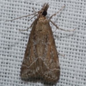 Eudonia cleodoralis at Freshwater Creek, VIC - 26 Feb 2024 01:09 AM