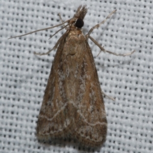 Eudonia cleodoralis (A Crambid moth) at Freshwater Creek, VIC by WendyEM