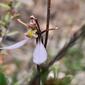 Eriochilus cucullatus at Black Mountain - 18 Feb 2024