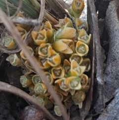 Lomandra bracteata (Small Matrush) at Hackett, ACT - 16 Sep 2023 by Venture