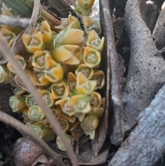 Lomandra bracteata at Mount Majura - 16 Sep 2023