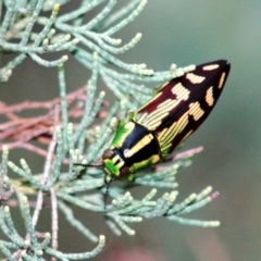 Unidentified Jewel beetle (Buprestidae) at Irymple, NSW - 25 Jan 2008 by Harrisi