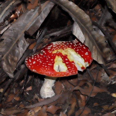 Amanita muscaria at Acton, ACT - 19 Apr 2024 by TimL