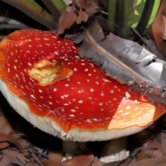 Amanita muscaria at ANBG - 19 Apr 2024