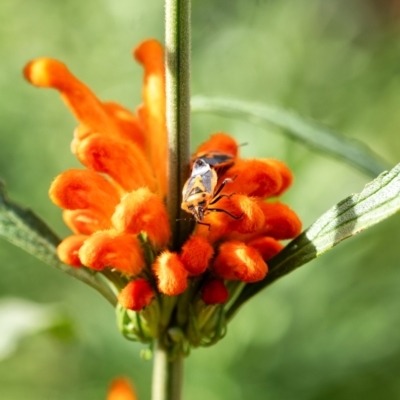 Agonoscelis rutila (Horehound bug) at Penrose - 7 Apr 2024 by Aussiegall