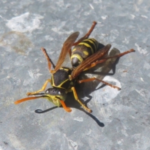 Polistes (Polistes) chinensis at West Belconnen Pond - 19 Apr 2024 11:51 AM