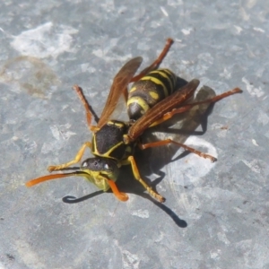 Polistes (Polistes) chinensis at suppressed by Christine